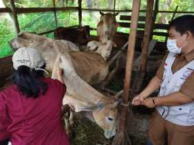 Peternak Diimbau Waspadai Penularan Antraks