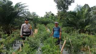 Polsek Bangko Pusako Lakukan Pembinaan Ketahanan Pangan di Bangko Lestari