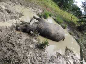 10 Ekor Kerbau di Kuansing Mati Terjangkit Penyakit 'Sapi Ngorok'