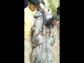 Viral, Buaya Sepanjang 7 Meter Ditangkap Warga Sungai Undan di Inhil