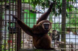 7 Tahun Dipelihara, Warga Rohul Serahkan Owa Ungko ke Balai Besar KSDA Riau