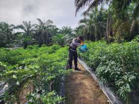 Polsek Bangko Pusako Bina Ketahanan Pangan di Pematang Damar