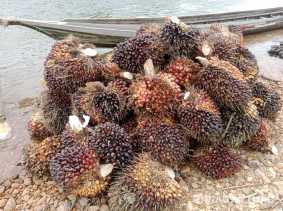Harga TBS Sawit Riau Pekan Ini Capai Rp2.547 per Kilogram