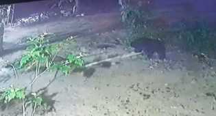 Beruang Masuk Area Perkebunan Warga di Rohil : Cari Makan