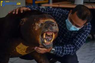 BBKSDA Riau Terima Sitaan Offset Dari Polres Inhil