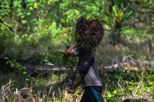 Naik Lagi, Harga TBS Sawit Pekan Ini Capai Rp2.819 per Kilogram