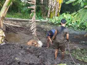 Sapi 800 Kilogram Terjebak Kubangan Lumpur, Damkar Pekanbaru Evakuasi