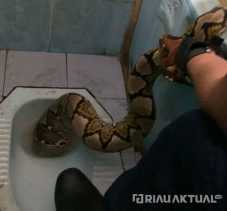 Ular Piton Muncul di Kloset Sekolah Dasar di Pekanbaru