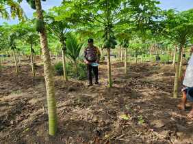 Polsek Bangko Pusako Dorong Ketahanan Pangan di Kepenghuluan Pematang Damar