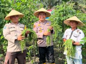 Kapolsek TPTM Panen Kacang Panjang di Rokan Hilir, Dukung Program Asta Cita Presiden