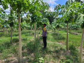 Dukung Program Asta Cita, Polsek Bangko Pusako Gelar Pembinaan Ketahanan Pangan