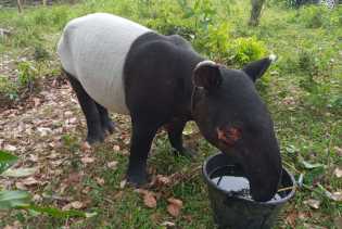 Tapir Ukuran Besar Muncul di Jalan Permukiman Warga, BBKSDA Riau Cek Lokasi