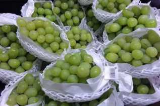 Disperindag Pekanbaru Koordinasi dengan BPOM Periksa Keamanan Anggur Muscat