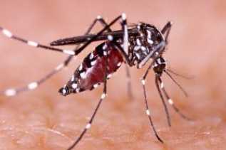 Warga Pekanbaru Meninggal Dunia akibat DBD, Kadiskes Ingatkan Jangan Telat Berobat