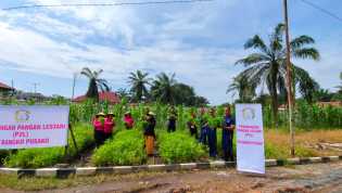 Bhayangkari Polsek Bangko Pusako Panen Sayur Kangkung dari Program Ketahanan Pangan P2L