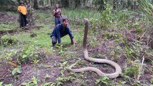 Evakuasi Sukses, King Kobra 4 Meter Diselamatkan dari Jerat di Kebun Sawit di Riau