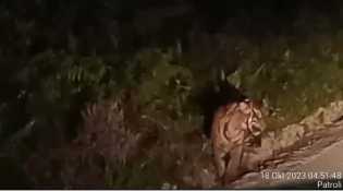 Harimau Muncul di KM 14 Pusako, KSDA Riau Pasang Kamera Trap