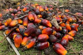 Turun Satu Persen Dibanding Pekan Lalu, Harga TBS Plasma Capai Rp3.278 per Kilogram