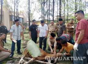 Sembelih 16 Ekor Sapi, Masjid Daarul Abrar Bagikan 1300 Paket Daging