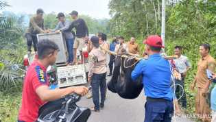 Aksi Heroik Bhabinkamtibmas di Inhu, Selamatkan Warga dari Serangan Beruang
