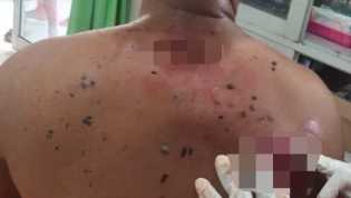 Gajah Sumatera Serang Warga di Kabupaten Pelalawan