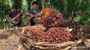 Terus Menurun, Harga TBS Kepala Sawit Capai Rp2.426 per Kilogram