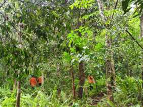 Pria 72 Tahun Hilang di Perkebunan Karet di Meranti, Basarnas Lakukan Pencarian