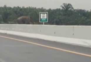 Viral Gajah Seberangi Tol Pekanbaru-Permai, Ini Penjelasan BBKSDA Riau