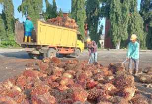 Harga CPO di Riau Naik, Kernel Anjlok