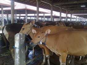 Ada 237 Hewan Ternak di Jateng Terindikasi Penyakit Mulut dan Kuku