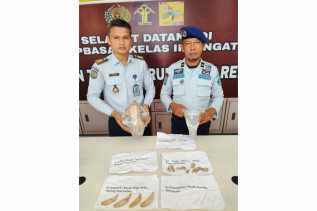 Rupbasan Rengat Terima Barang Bukti Tengkorak dan Tulang Belulang Harimau Hasil Jeratan