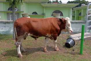 Pemprov Riau Siapkan 4 Alternatif Sapi Kurban Bantuan Presiden