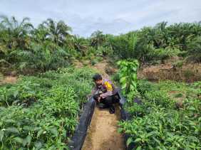 Wujudkan Asta Cita, Polsek Bangko Pusako Bina Ketahanan Pangan Masyarakat