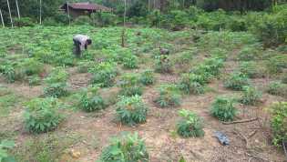 Polsek Bangko Pusako Lakukan Pembinaan Ketahanan Pangan di Pematang Damar