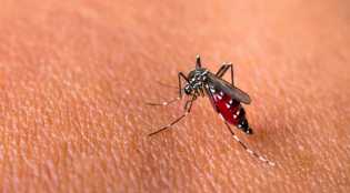 Masyarakat Diminta Waspada, DBD di Riau Tembus 1.537 Kasus