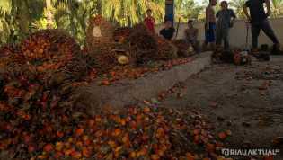 Harga TBS Kelapa Sawit Mitra Swadaya Turun, Capai Rp3.401 per Kilogram