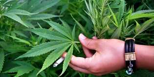 Thailand Sumbang 1 Juta Pohon Ganja untuk Ditanam Warga di Rumah