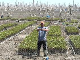 Mangrove, Harapan yang Tumbuh dari Lumpur Kuala Selat