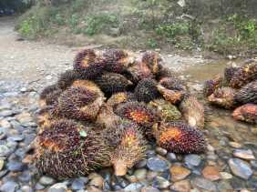 Harga TBS Kelapa Sawit Mitra Swadaya Turun, Capai Rp3.656 per Kilogram