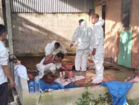 Positif Brucellosis, Distankan Pekanbaru Musnahkan 2 Ekor Sapi