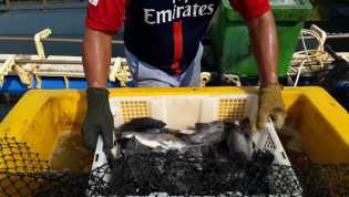 KKP Kembangkan Budidaya Kakap Putih di Riau