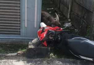 Hewan Kurban Mengamuk Saat Hendak Disembelih, Empat Pekerja Luka-luka