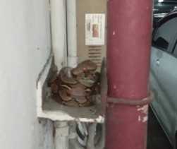 Ular Piton Berukuran Besar Ditemukan di Basement Gedung Gubernur Riau