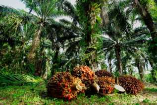 Turun, Segini Harga Kelapa Sawit  Pekan Ini