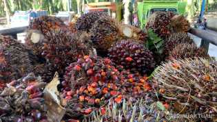 Harga TBS Kelapa Sawit Pekan Ini Capai Rp2.769 per Kilogram