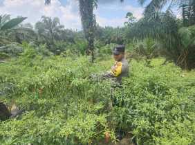 Bhabinkamtibmas Polsek Bangko Pusako Aktif Bina Ketahanan Pangan Bersama Kelompok Tani