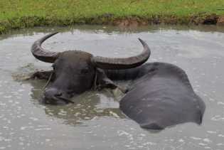 Guna Cegah Penyakit Ngorok, 4 Ribu Lebih Kerbau di Kuansing Sudah Divaksin