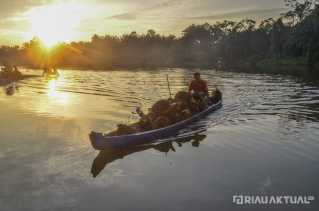 TBS Kelapa Sawit Mitra Swadaya di Riau Capai Rp3.290 per Kilogram