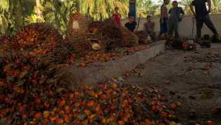 Harga TBS Kelapa Sawit Mitra Swadaya di Riau Capai Rp3.496 per Kilogram