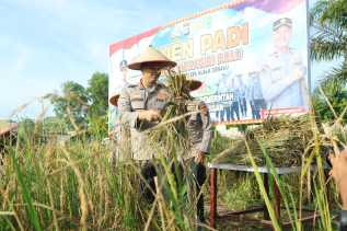 Padi di Halaman Polsek Kuala Cenaku Akhirnya Dipanen, Program Ketahanan Pangan Presiden RI